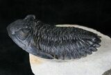 Large, Flying Hollardops Trilobite - #13934-4